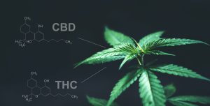 Marijuana leaves with cbd thc chemical structure