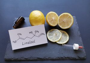 Structural chemical formula of linalool with fresh citrus fruits and a cosmetic glass bottle. Linalool is an aromatic terpene, the major component of essential oils, used in floral fragrances.