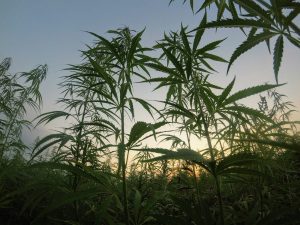 Hudson Valley cannabis